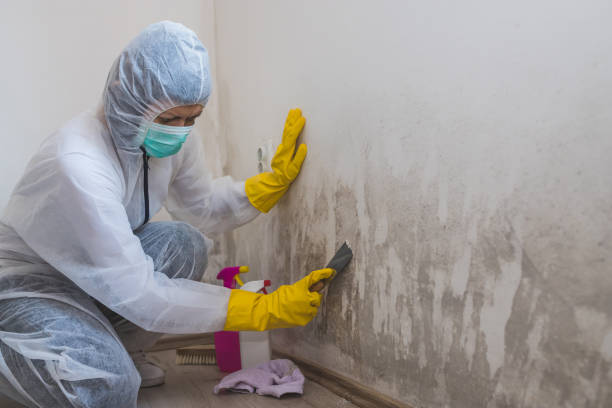 Rockville Centre, NY Mold Removal Company