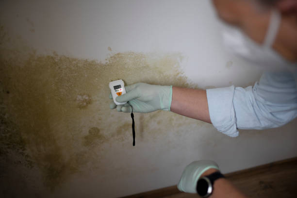 Best Certified Mold Removal  in Rockville Centre, NY